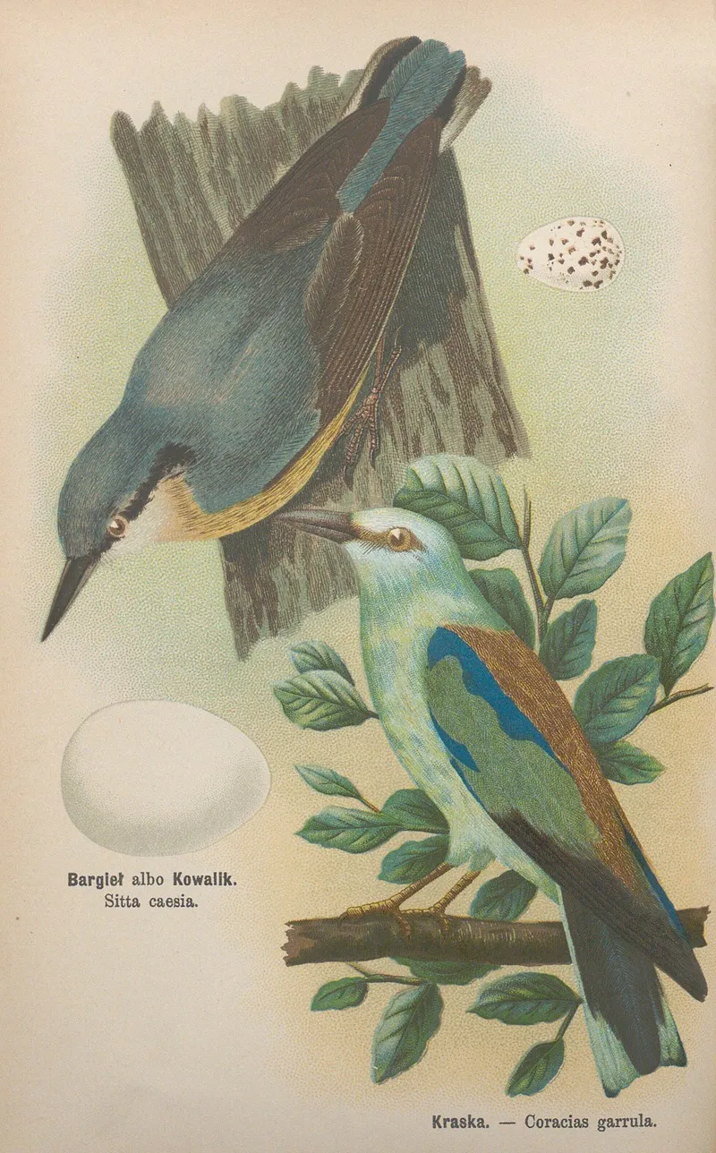 Sitta Caesia Coracias Garrula Wall Art by Bohdan Dyakowski - High-Resolution Digital Print
