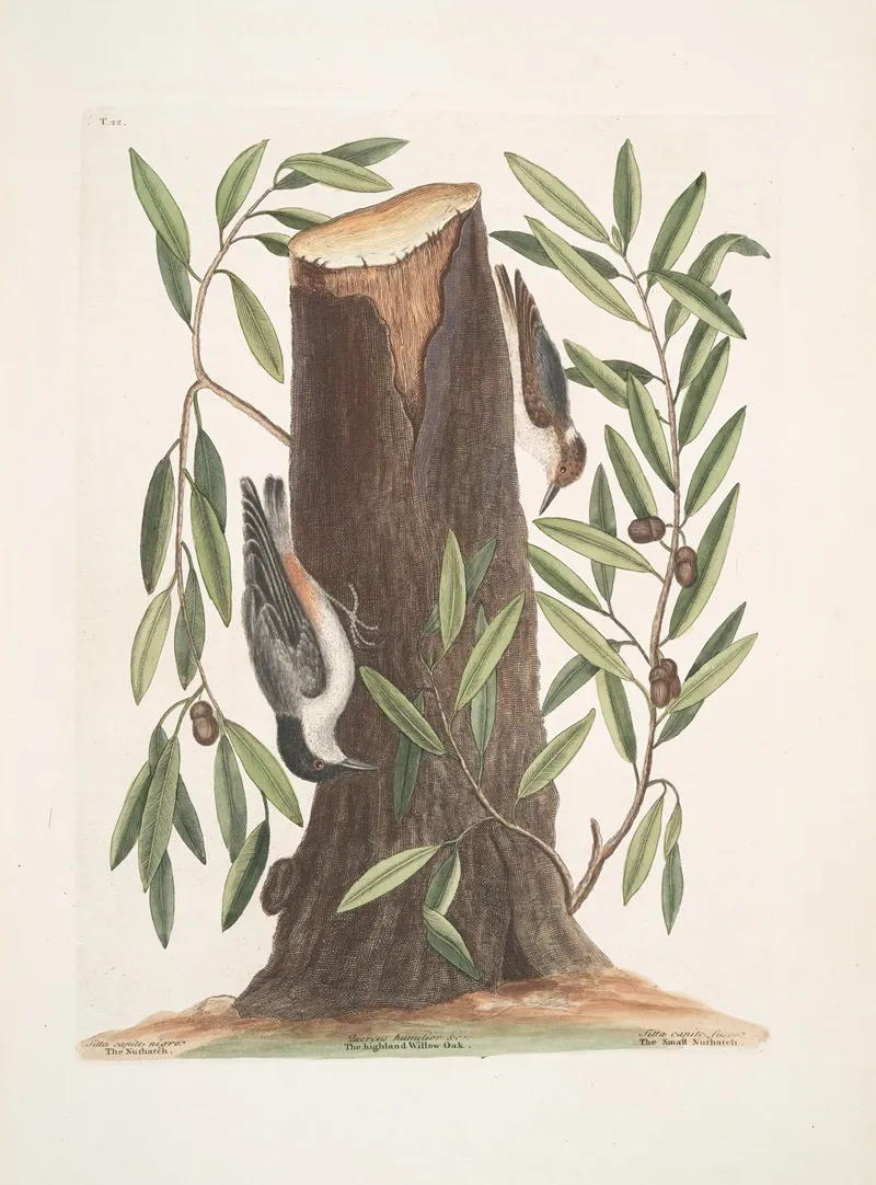 Sitta Capite Nigro The Nuthatch Luercus Humilior The Highland Willow Oak Sitta Capite Fusco The Small Nuthatch Wall Art by Mark Catesby - High-Resolution Digital Print