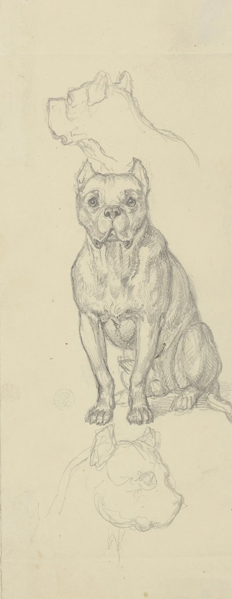 Sitting Dog En Face
