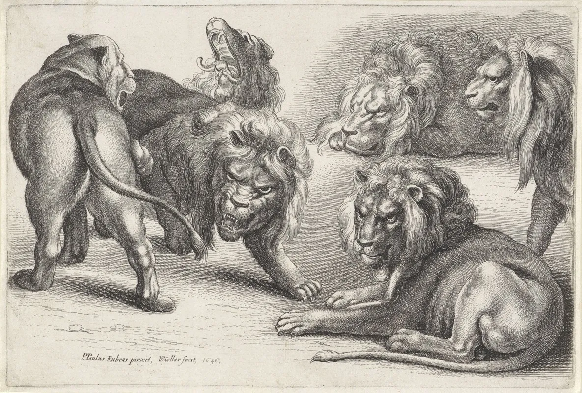 Six Lions In Various Poses
