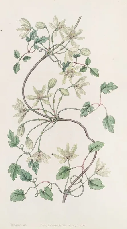 Six Petaled Virgins Bower Wall Art by Sydenham Edwards - High-Resolution Digital Print