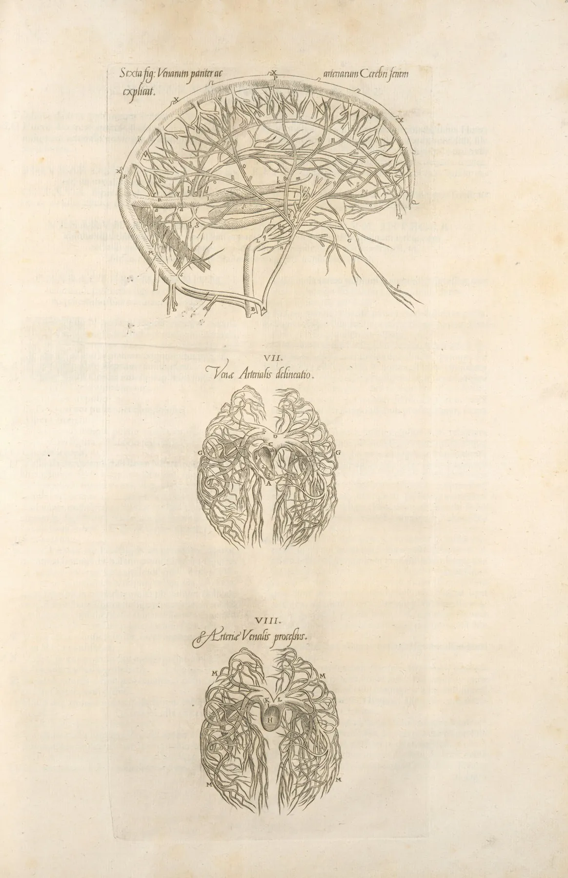 Sixta Fig Venarum Panter Acarterum Carebri Senem Explicat Ven Arterialis Delineatio Arteria Venalis Processvs