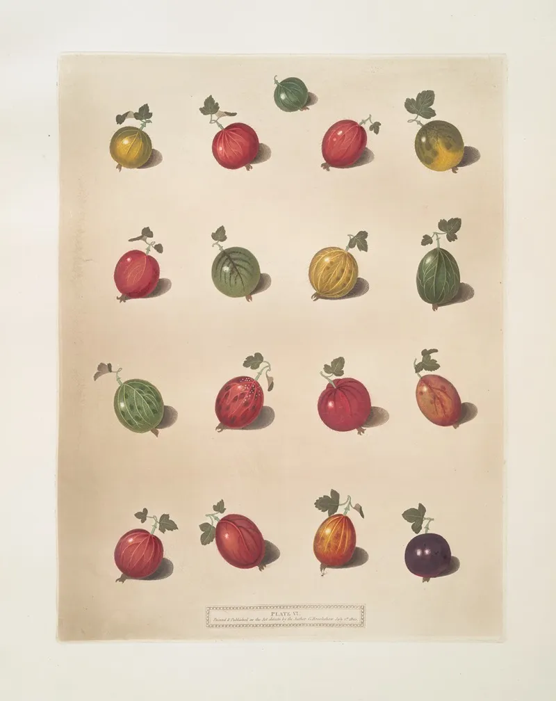 Sixteen Varieties Of Gooseberry Wall Art by George Brookshaw - High-Resolution Digital Print