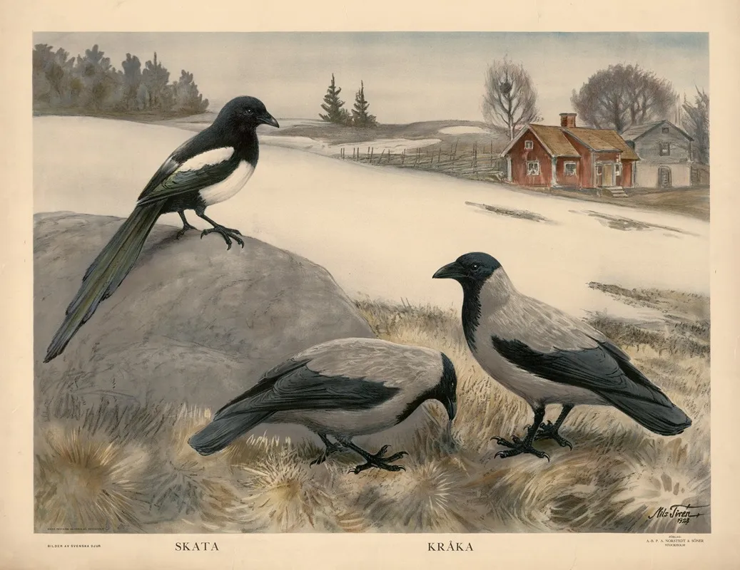 Skata Kraka Wall Art by Nils Tirén - High-Resolution Digital Print