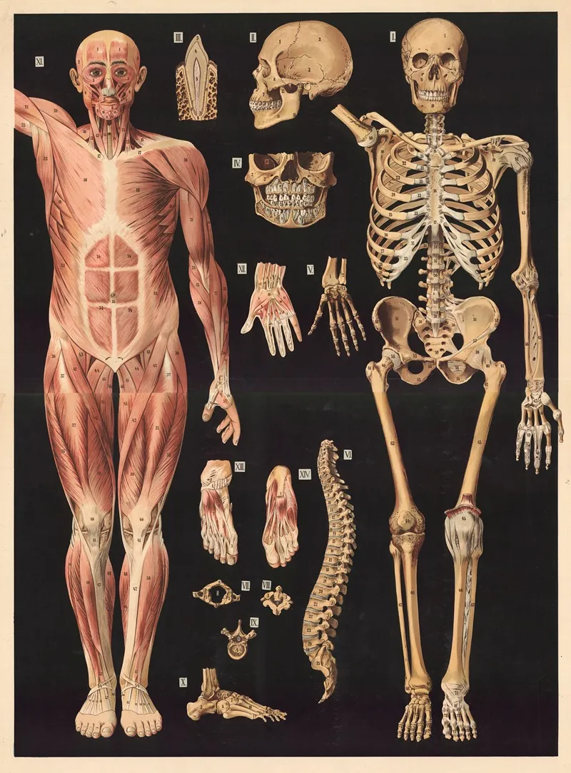 Skeleton And Muscles 2 Wall Art by Prof. Vallardi - High-Resolution Digital Print
