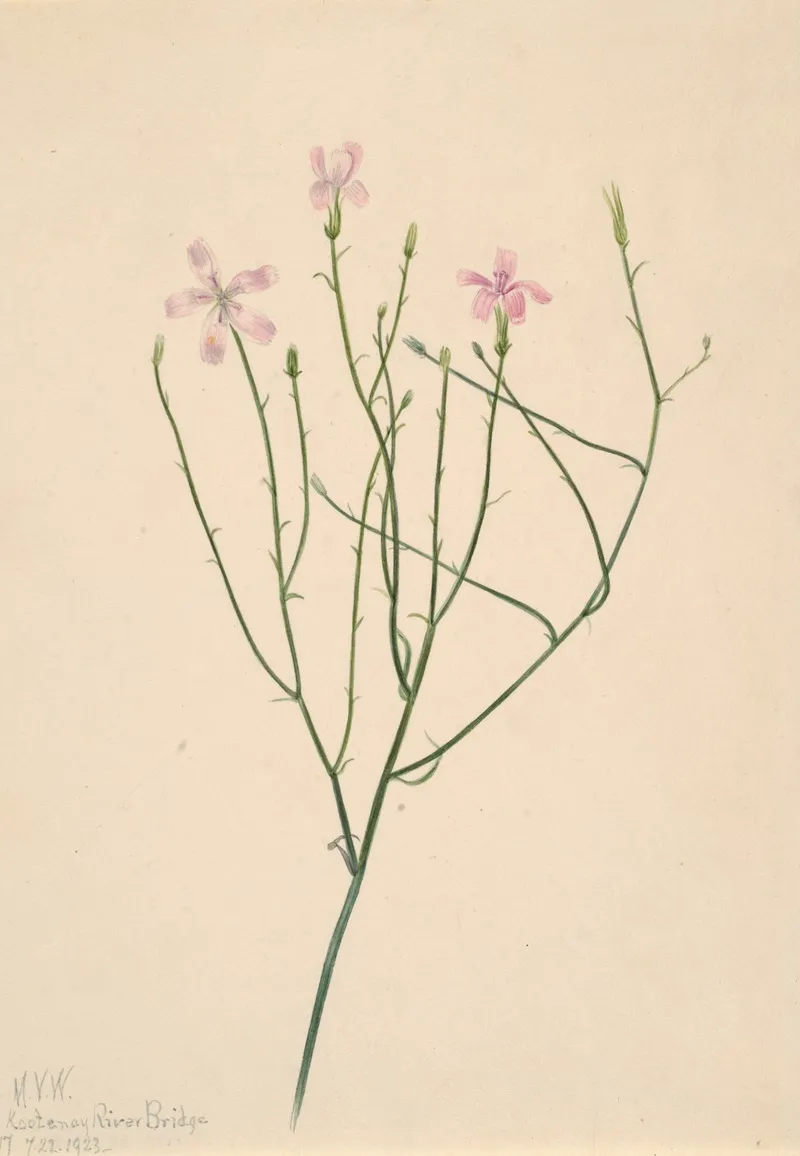 Skeleton Flower Lygodesmia Juncea