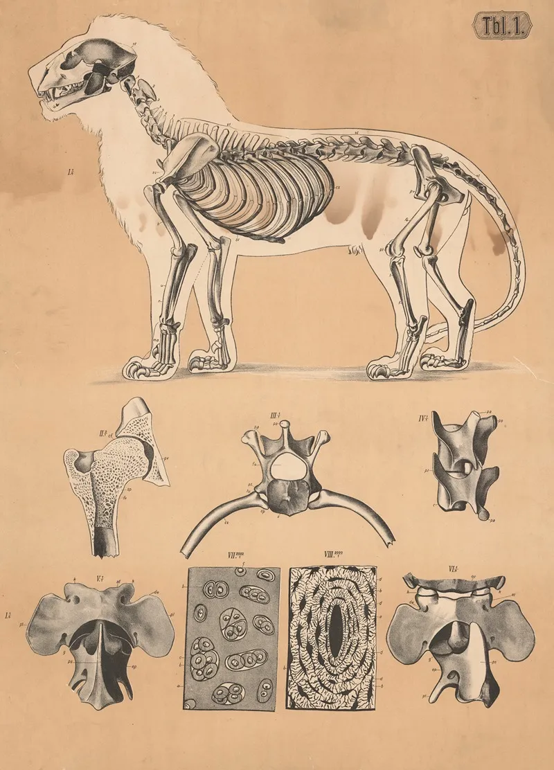 Skeleton Of A Lion Wall Art by A. Brass - High-Resolution Digital Print
