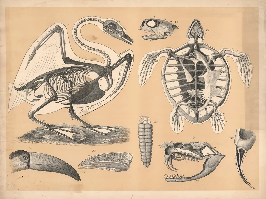 Skeleton Of A Swan And A Turtle 2 Wall Art by A. Brass - High-Resolution Digital Print