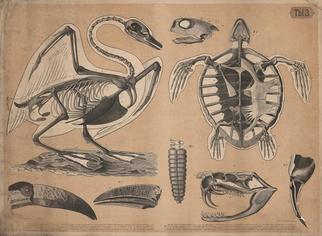 Skeleton Of A Swan And A Turtle Wall Art by A. Brass - High-Resolution Digital Print