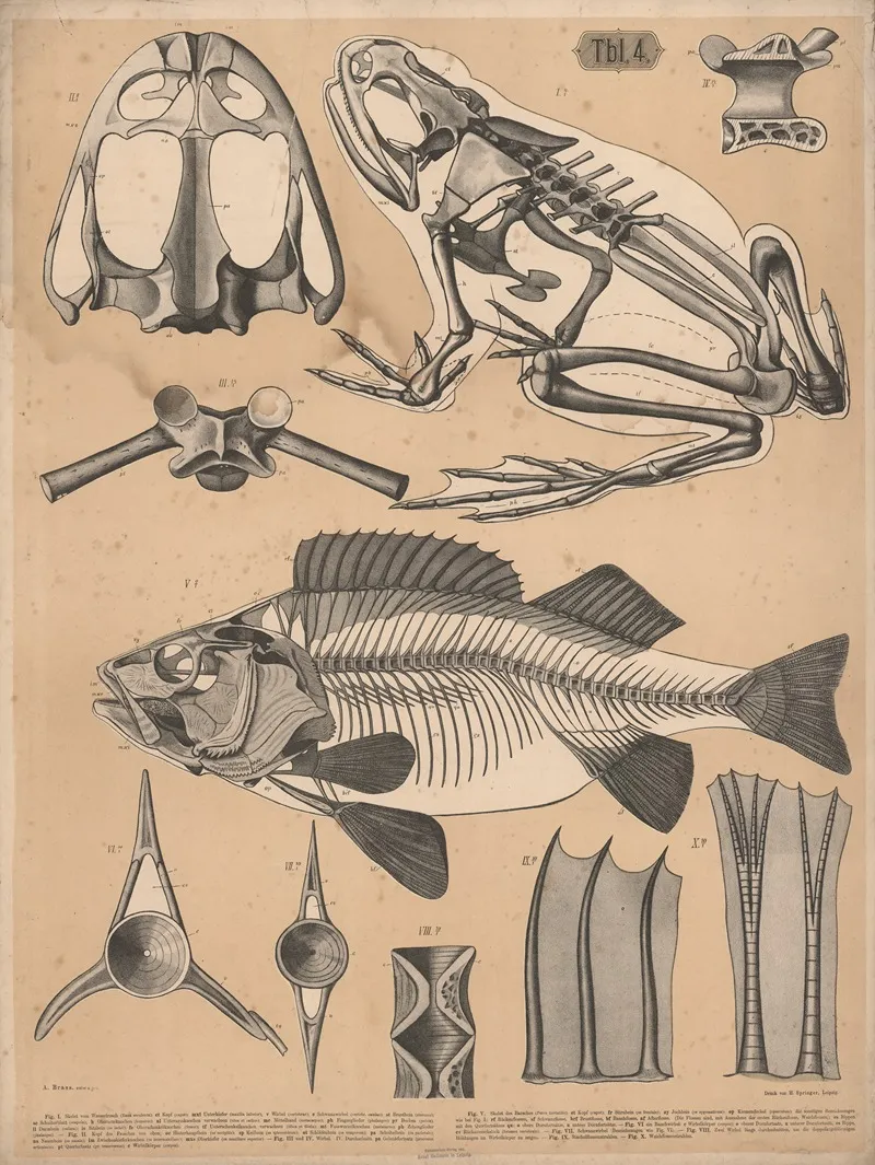 Skeleton Of Frog And Perch Wall Art by A. Brass - High-Resolution Digital Print