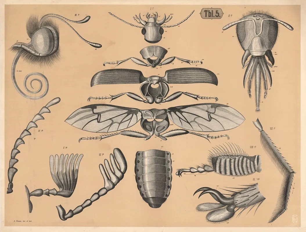 Skeleton Of Insects Wall Art by A. Brass - High-Resolution Digital Print