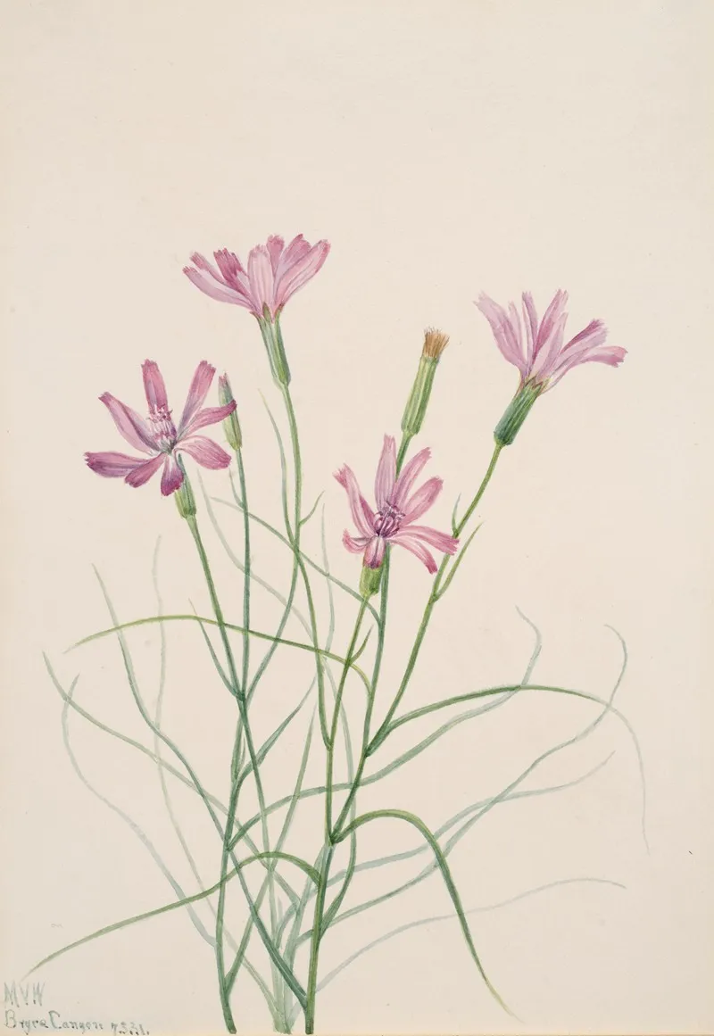 Skeleton Weed Lygodesmia Grandiflora