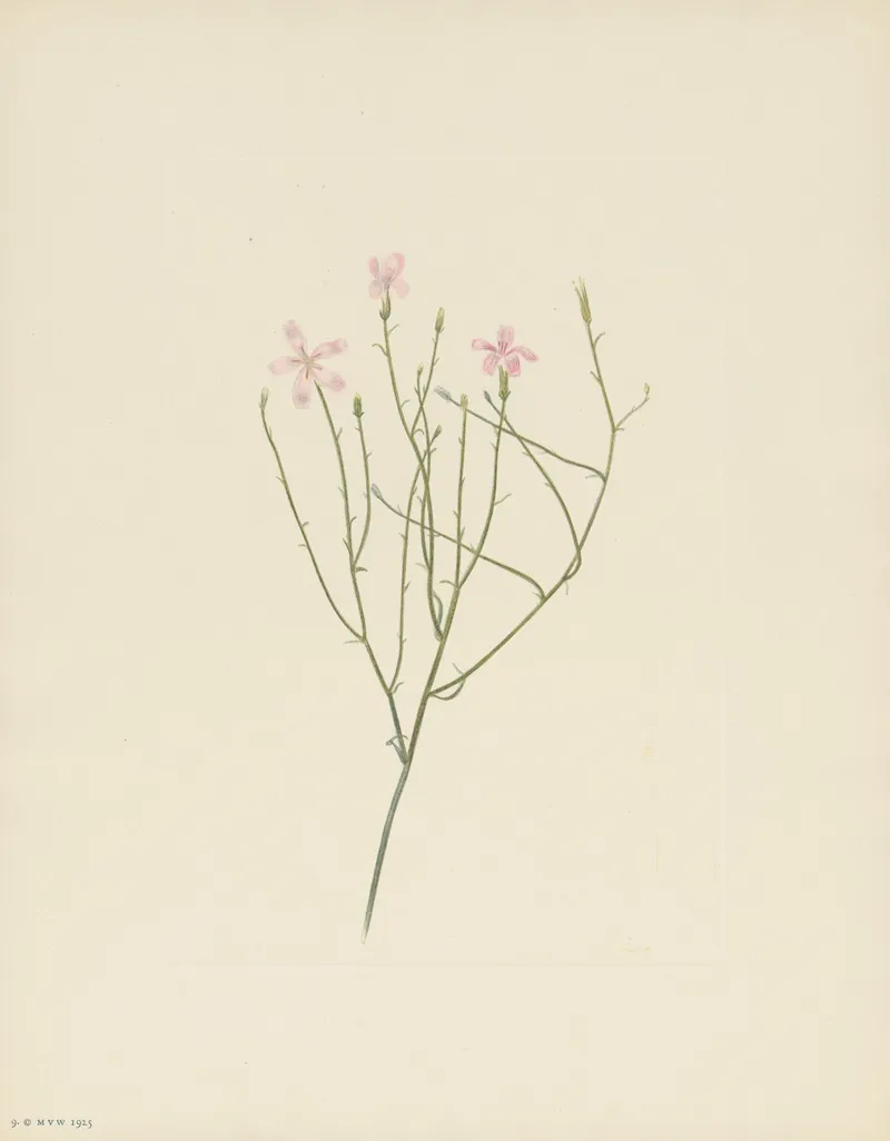 Skeletonflower Lygodesmia Juncea 2