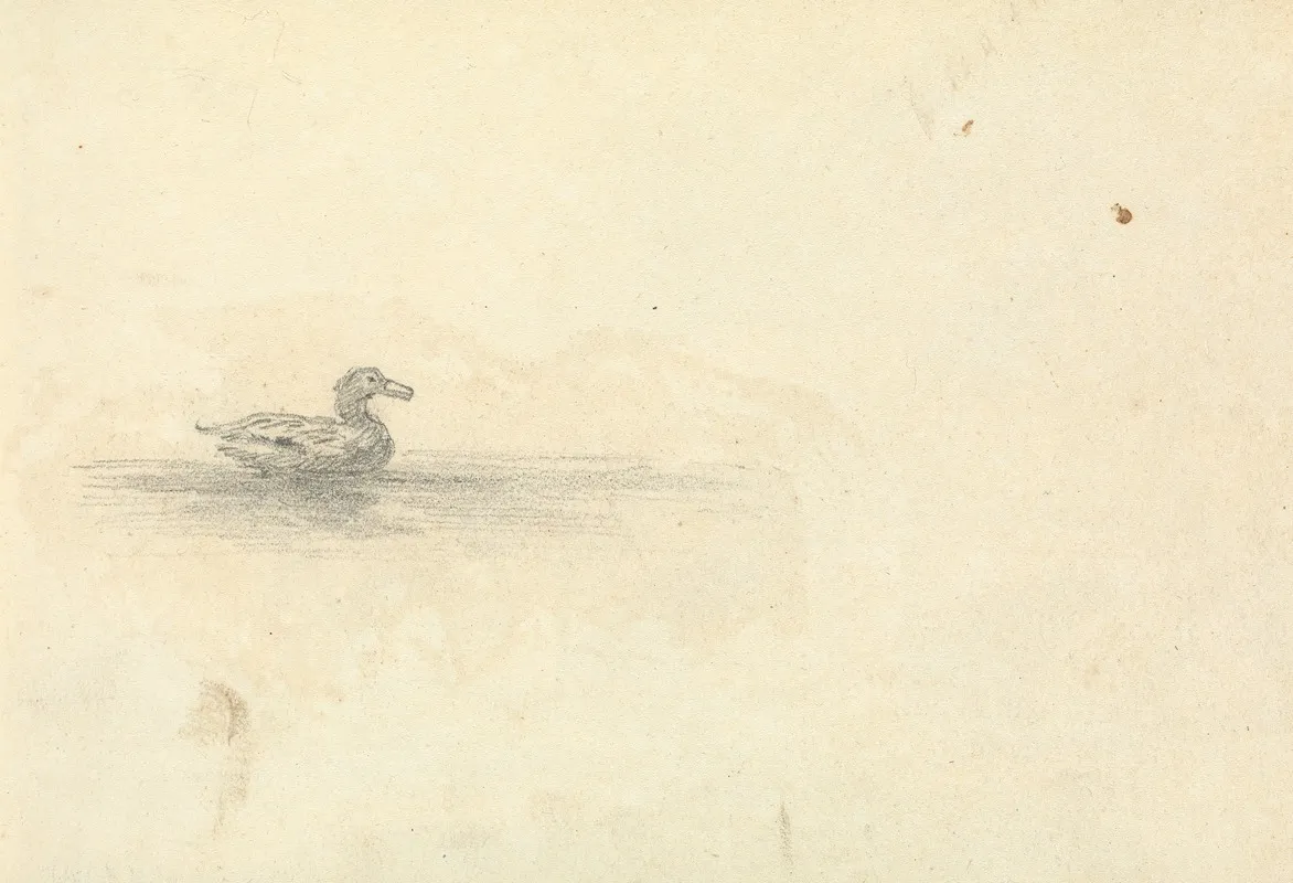 Sketch Of A Duck