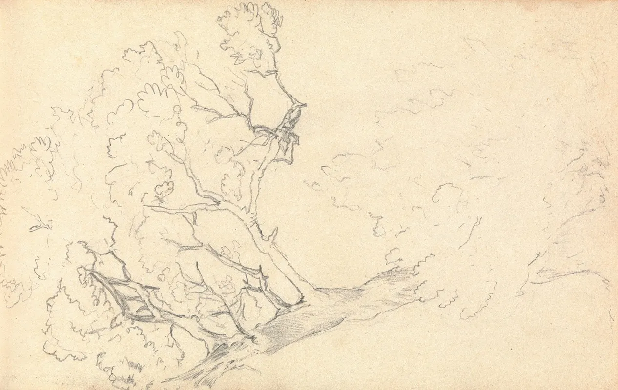 Sketch Of A Large Tree