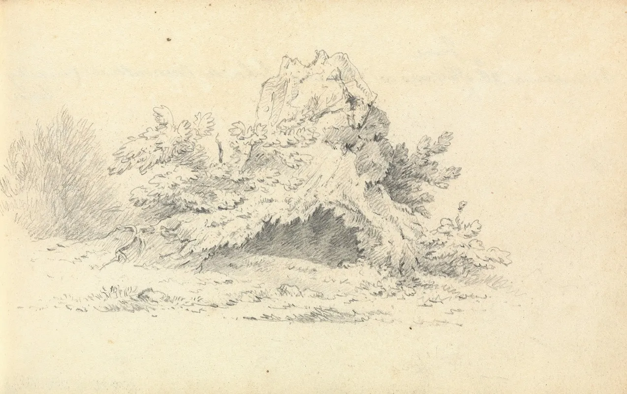 Sketch Of Shrubbery