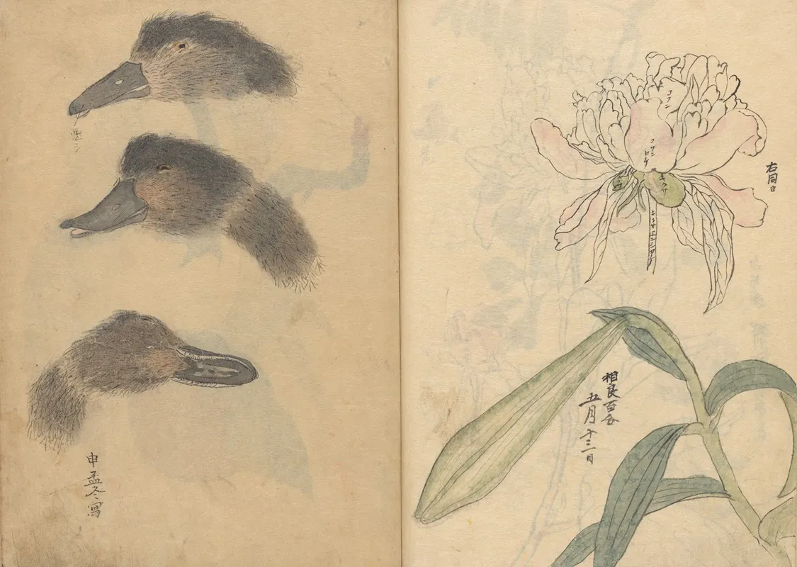 Sketchbook Pl 014 Wall Art by Ariyoshi Kondo - High-Resolution Digital Print