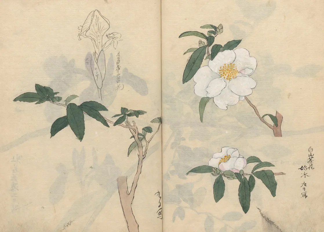 Sketchbook Pl 030 Wall Art by Ariyoshi Kondo - High-Resolution Digital Print