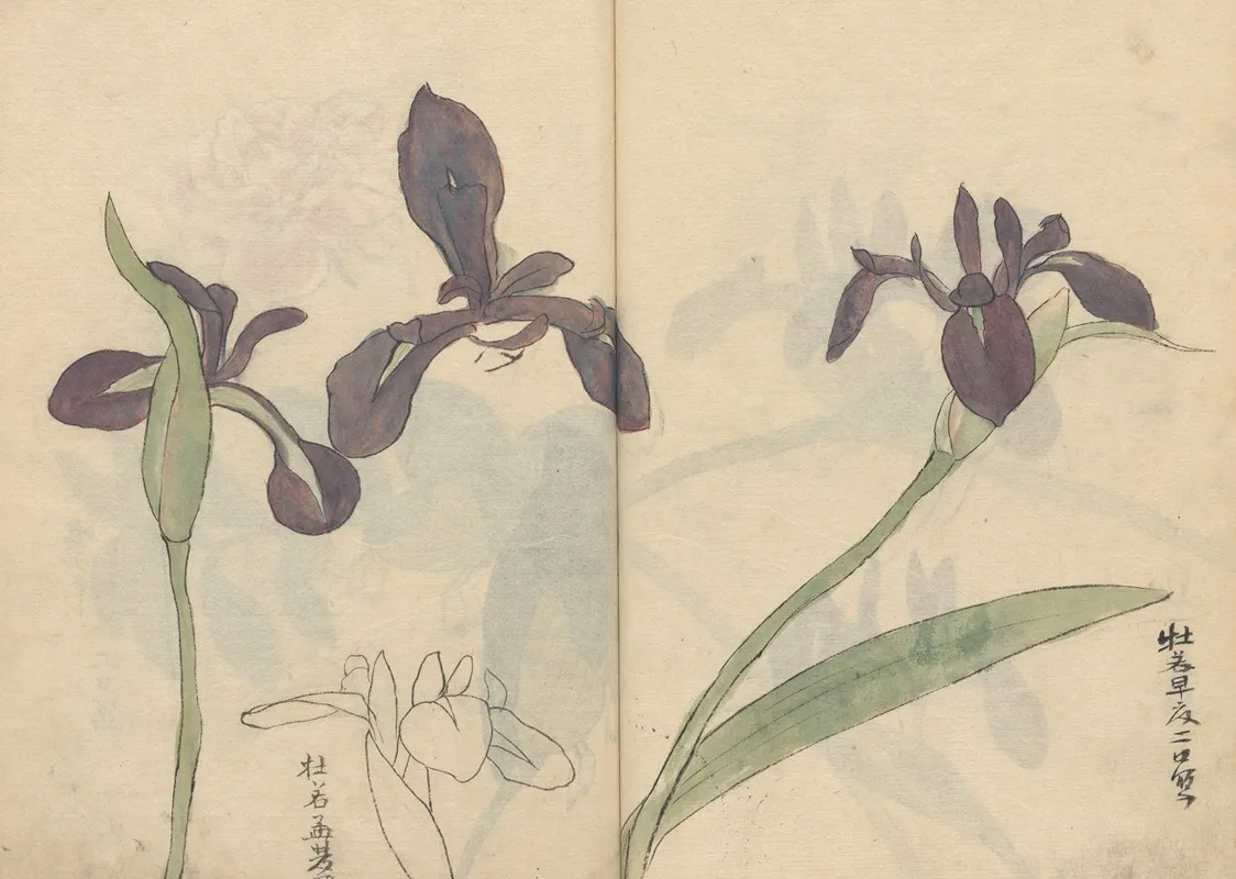 Sketchbook Pl 037 Wall Art by Ariyoshi Kondo - High-Resolution Digital Print
