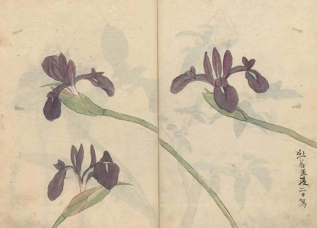 Sketchbook Pl 043 Wall Art by Ariyoshi Kondo - High-Resolution Digital Print