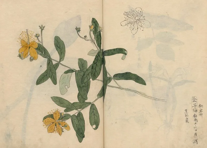 Sketchbook Pl 052 Wall Art by Ariyoshi Kondo - High-Resolution Digital Print