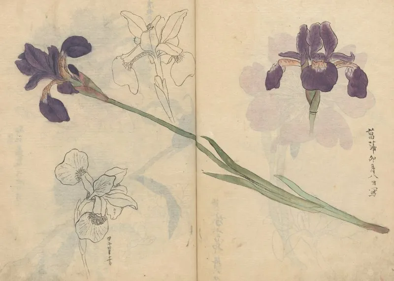 Sketchbook Pl 085 Wall Art by Ariyoshi Kondo - High-Resolution Digital Print