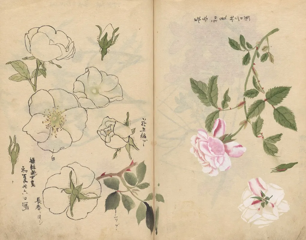 Sketchbook Pl 107 Wall Art by Ariyoshi Kondo - High-Resolution Digital Print