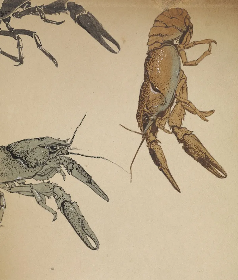 Sketches Of Crayfish Wall Art by Julie de Graag - High-Resolution Digital Print