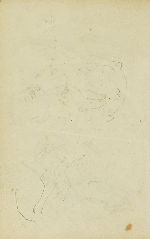 Sketches Of Head And Hind Legs Of A Lion