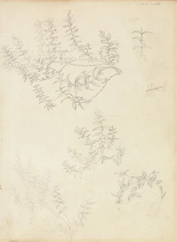 Sketches Of Myrtle And A Head Crowned With Myrtle