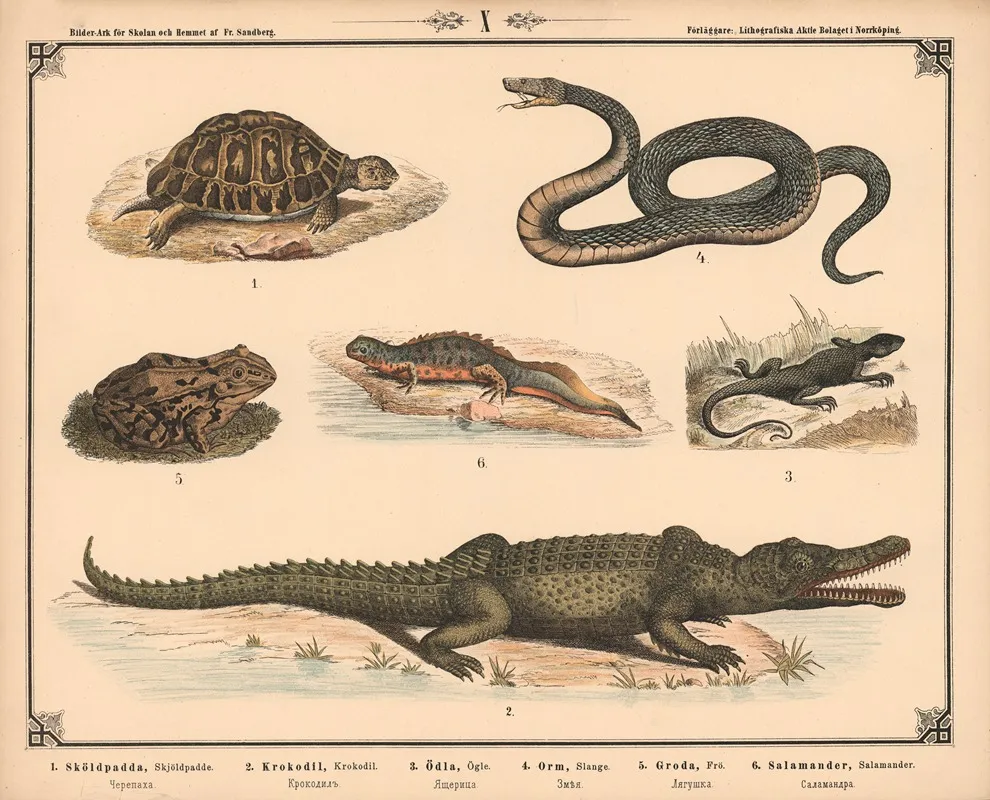 Skildpadde Krokodille Firben Slange Tudse Og Salamander Wall Art by Fredrik Sandberg - High-Resolution Digital Print