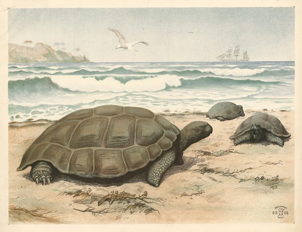 Skildpadde