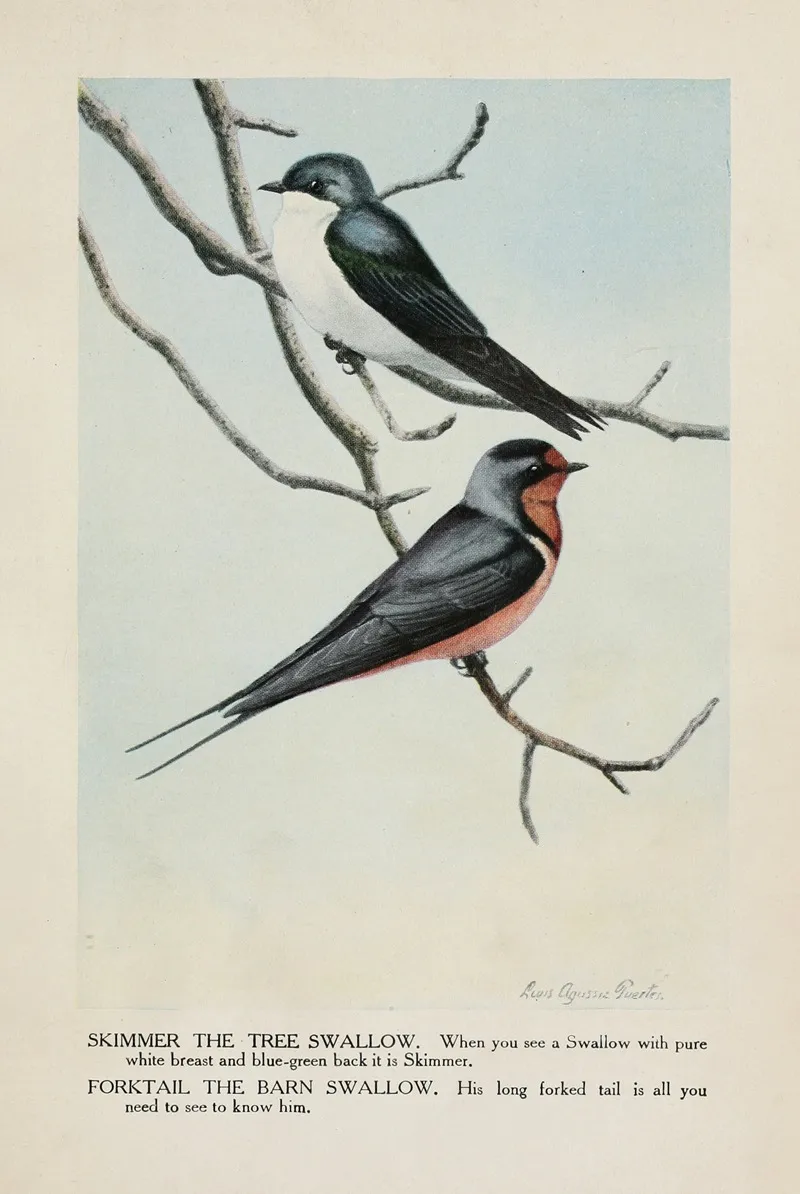 Skimmer The Tree Swallow Forktail The Barn Swallow Wall Art by Louis Agassiz Fuertes - High-Resolution Digital Print