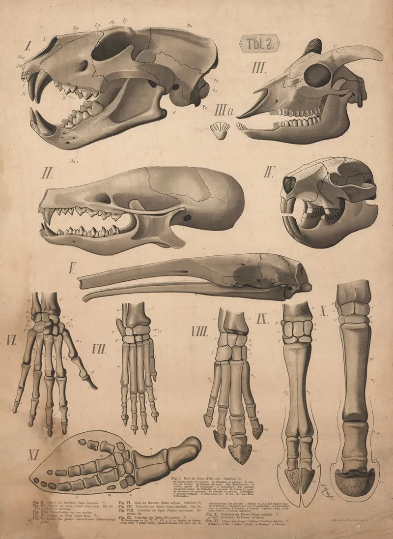 Skulls Teeth And Feet Wall Art by A. Brass - High-Resolution Digital Print