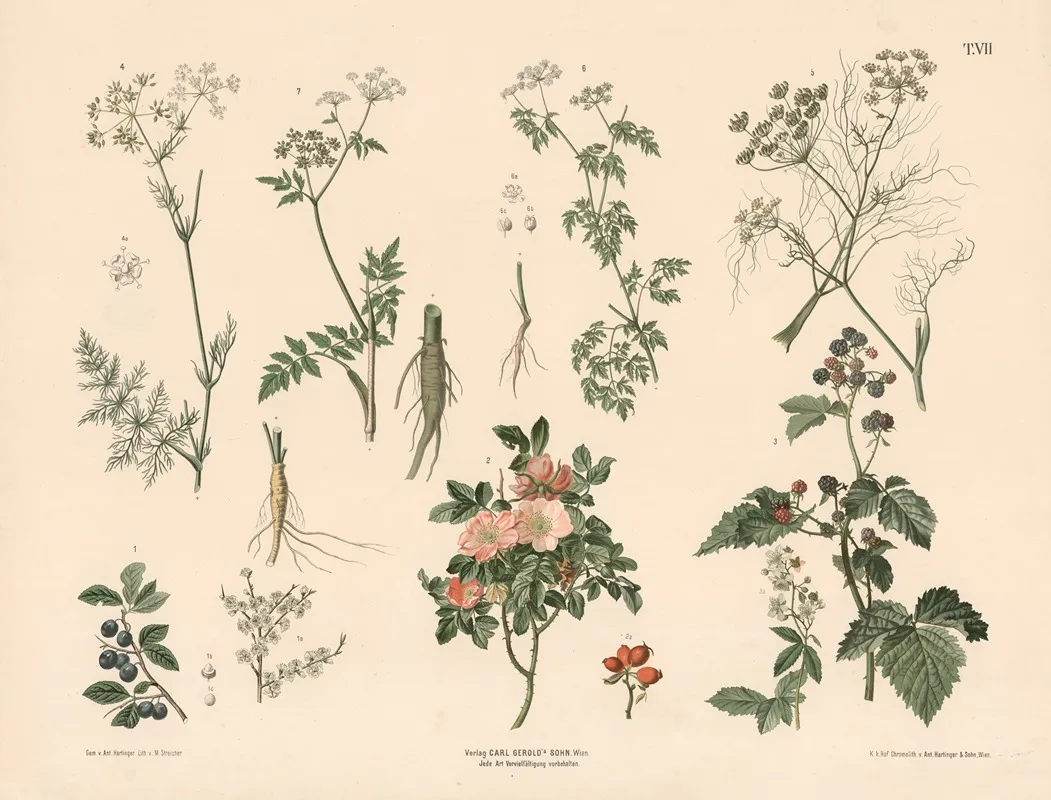 Slaen Vild Rose Brombaer Kommen M Fl Wall Art by Anton Hartinger - High-Resolution Digital Print