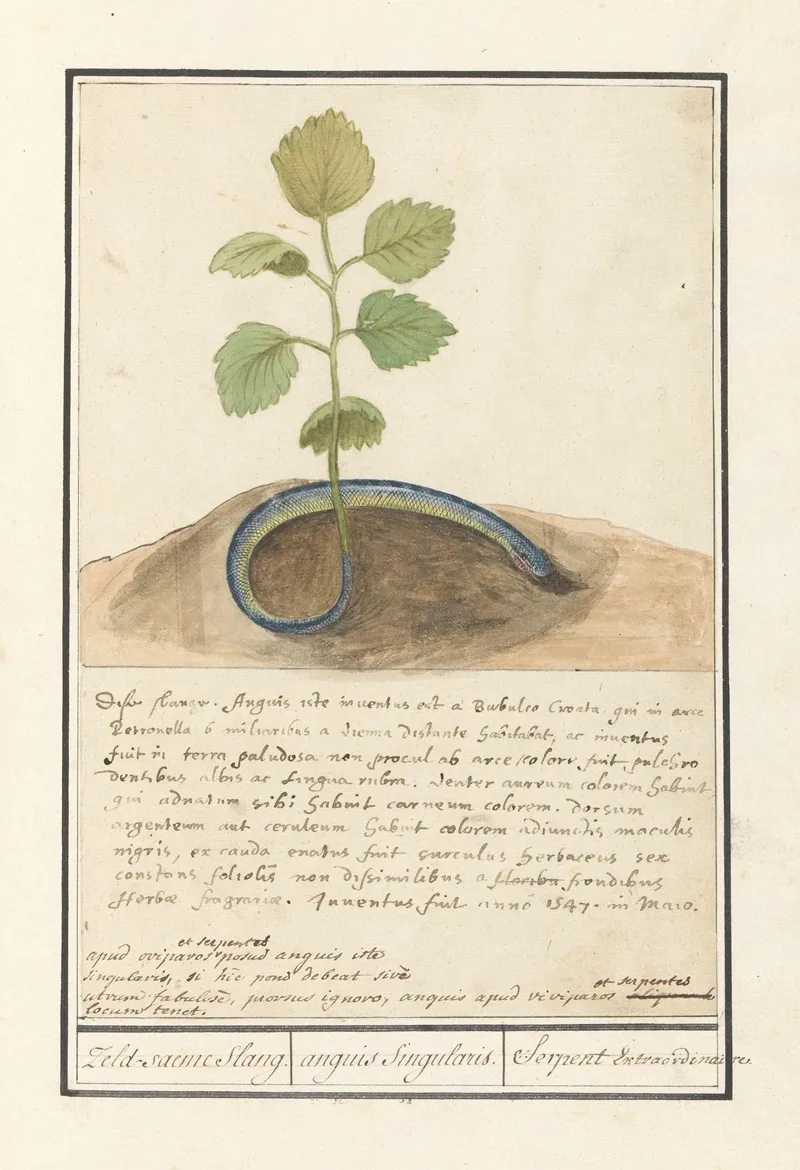 Slang Met Plantenstaart Zeld Saeme Slang Anguis Singularis Serpent Extraordinaire Wall Art by Anselmus Boëtius de Boodt - High-Resolution Digital Print