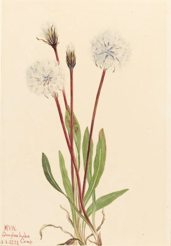 Slender Agoseris Agoseris Gracilens 2