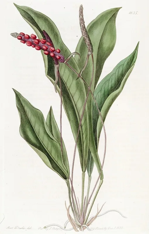 Slender Anthrium Wall Art by Sydenham Edwards - High-Resolution Digital Print
