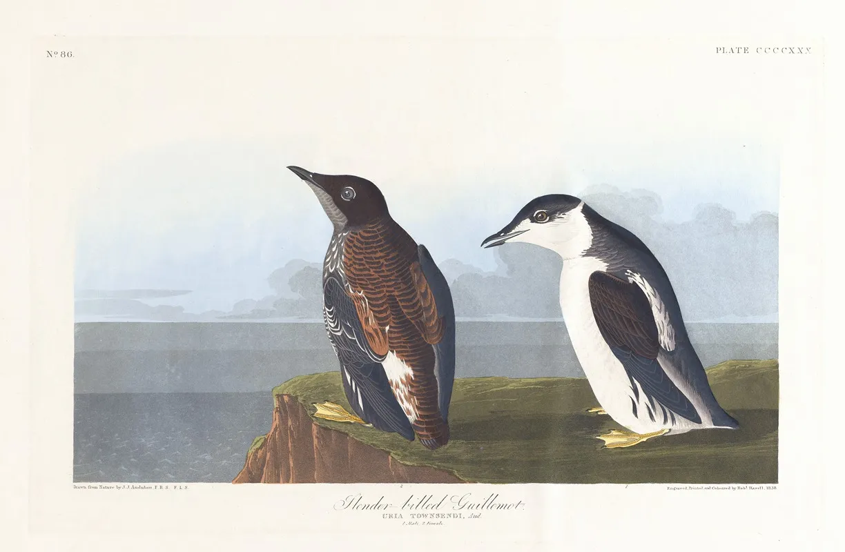 Slender Billed Guillemot Wall Art by John James Audubon - High-Resolution Digital Print