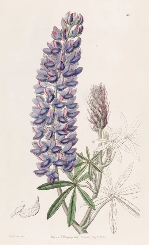 Slender Fruited Lupine Wall Art by Sydenham Edwards - High-Resolution Digital Print