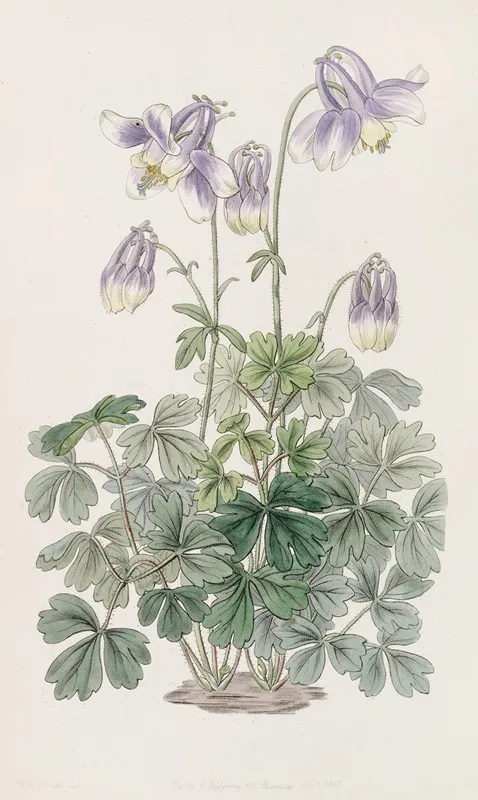 Slender Horned Columbine Wall Art by Sydenham Edwards - High-Resolution Digital Print