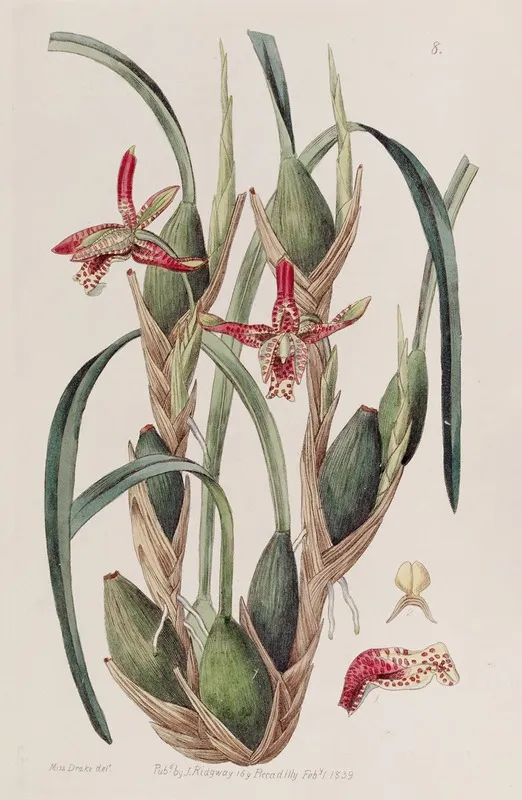 Slender Leaved Maxillaria Wall Art by Sydenham Edwards - High-Resolution Digital Print