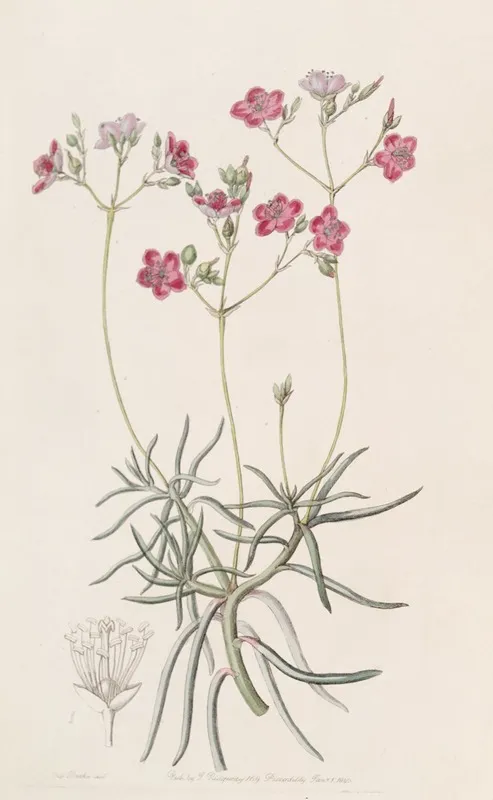 Slender Leaved Talinum Wall Art by Sydenham Edwards - High-Resolution Digital Print
