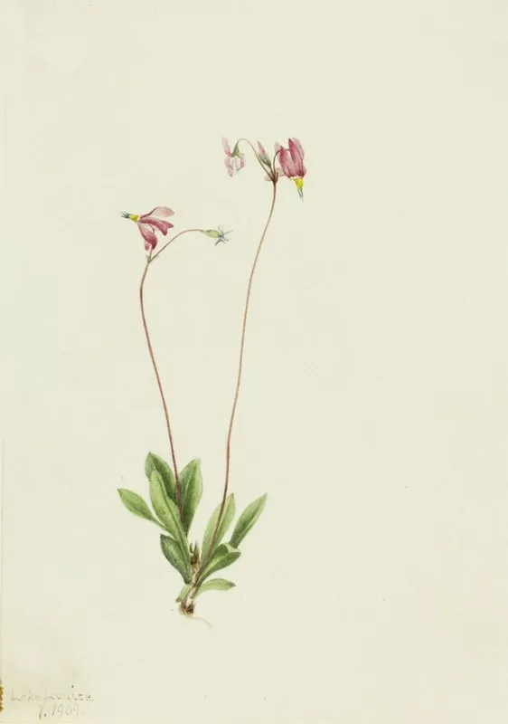 Slender Shootingstar Dodecatheon Pauciflorum 2