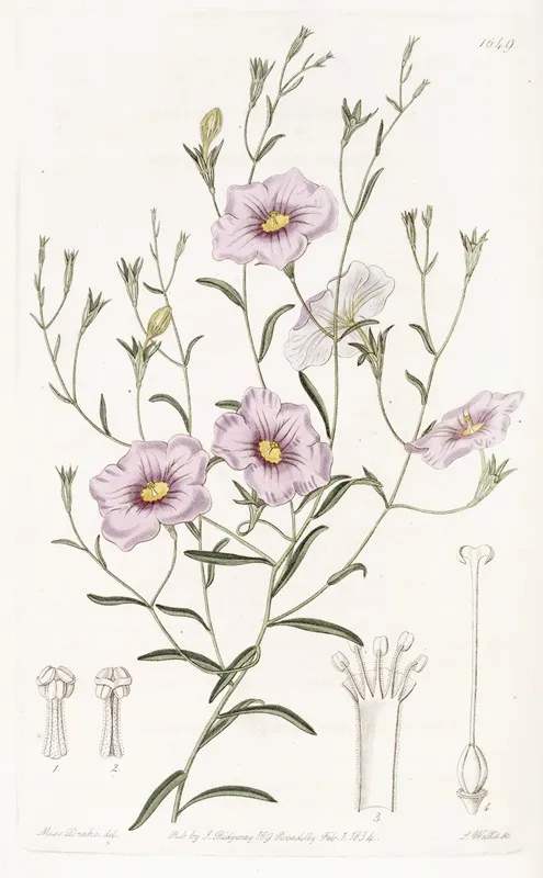 Slender Stemmed Nierembergia Wall Art by Sydenham Edwards - High-Resolution Digital Print