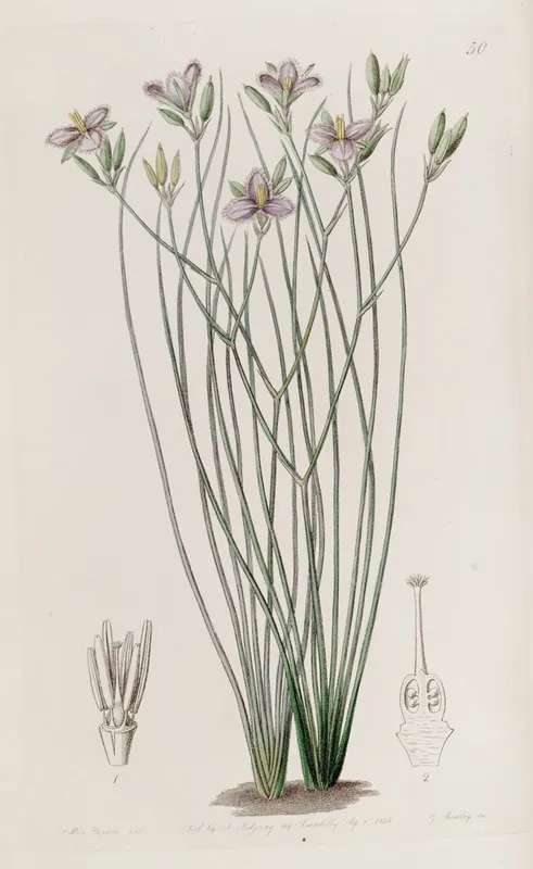 Slender Thysanotus Wall Art by Sydenham Edwards - High-Resolution Digital Print