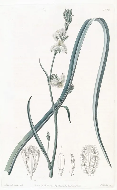 Slender Trichopetalum Wall Art by Sydenham Edwards - High-Resolution Digital Print