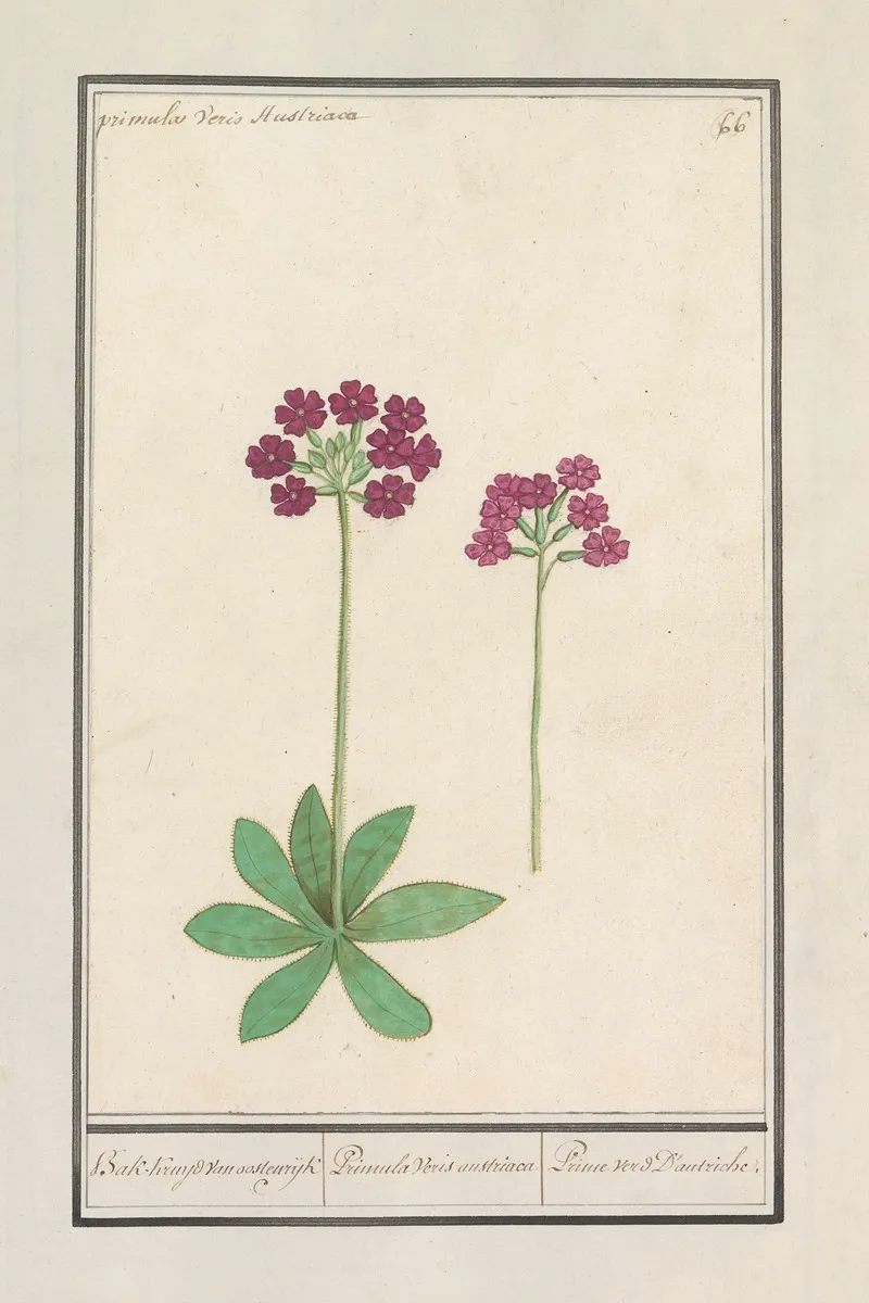 Sleutelbloem Primula Bak Kruyd Van Oostenrijk Primula Veris Austriaca Prime Verd Dautriche Wall Art by Anselmus Boëtius de Boodt - High-Resolution Digital Print