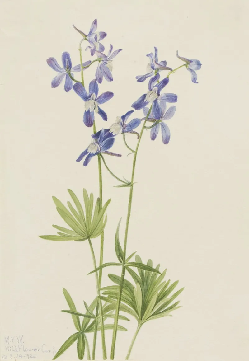 Slim Larkspur Delphinium Depauperatum 2