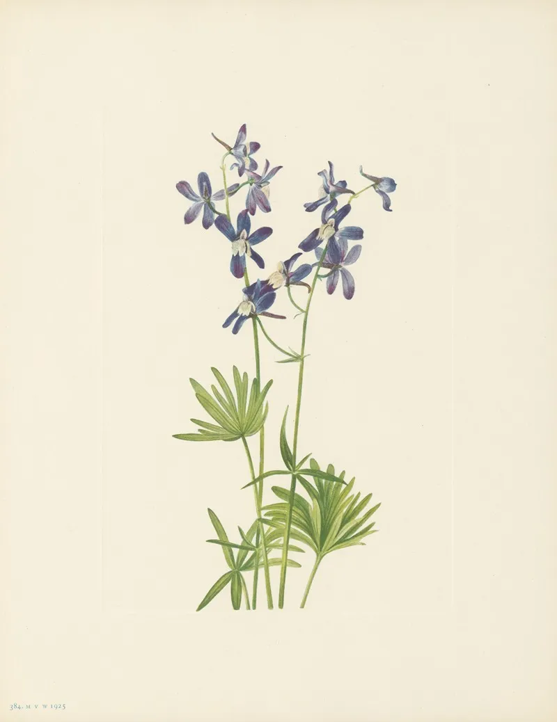 Slim Larkspur Delphinium Depauperatum 3